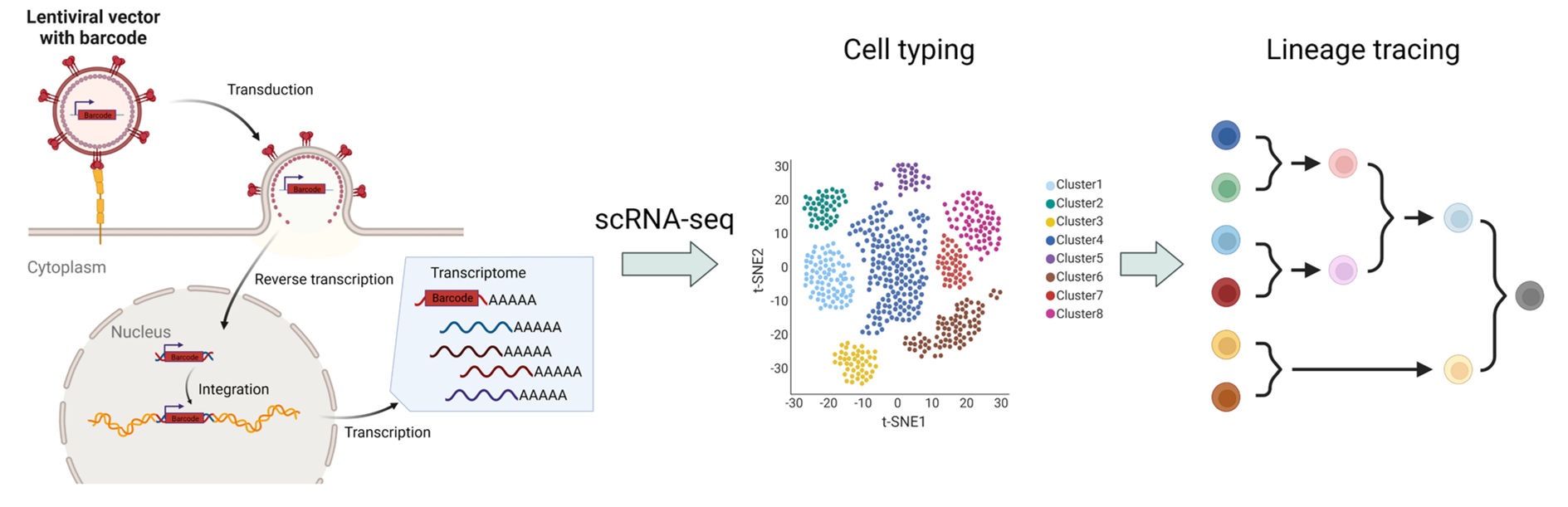 慢病毒标签（Lenti-bar）技术流程